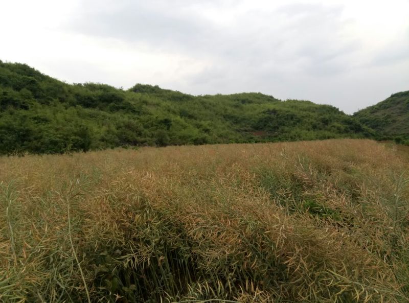 油菜籽出油率高，光泽亮，诚信经营，合作共赢