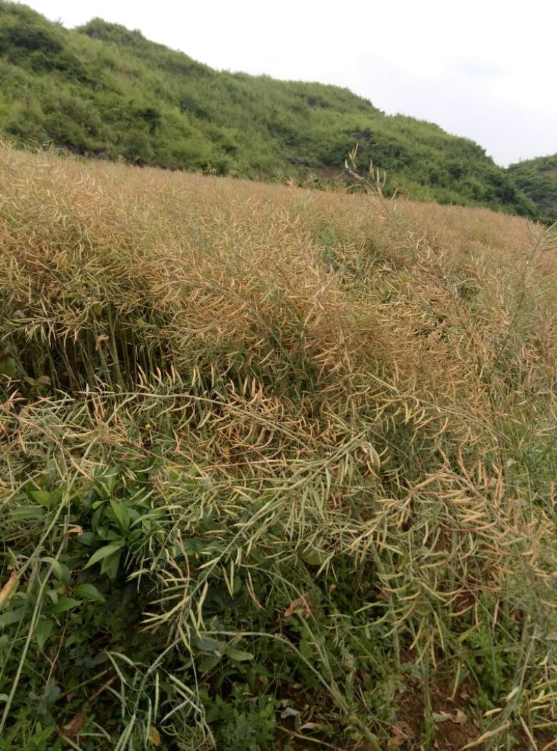 油菜籽出油率高，光泽亮，诚信经营，合作共赢