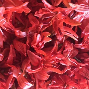 百合花