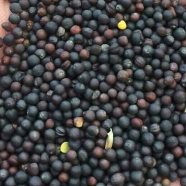 油菜籽1