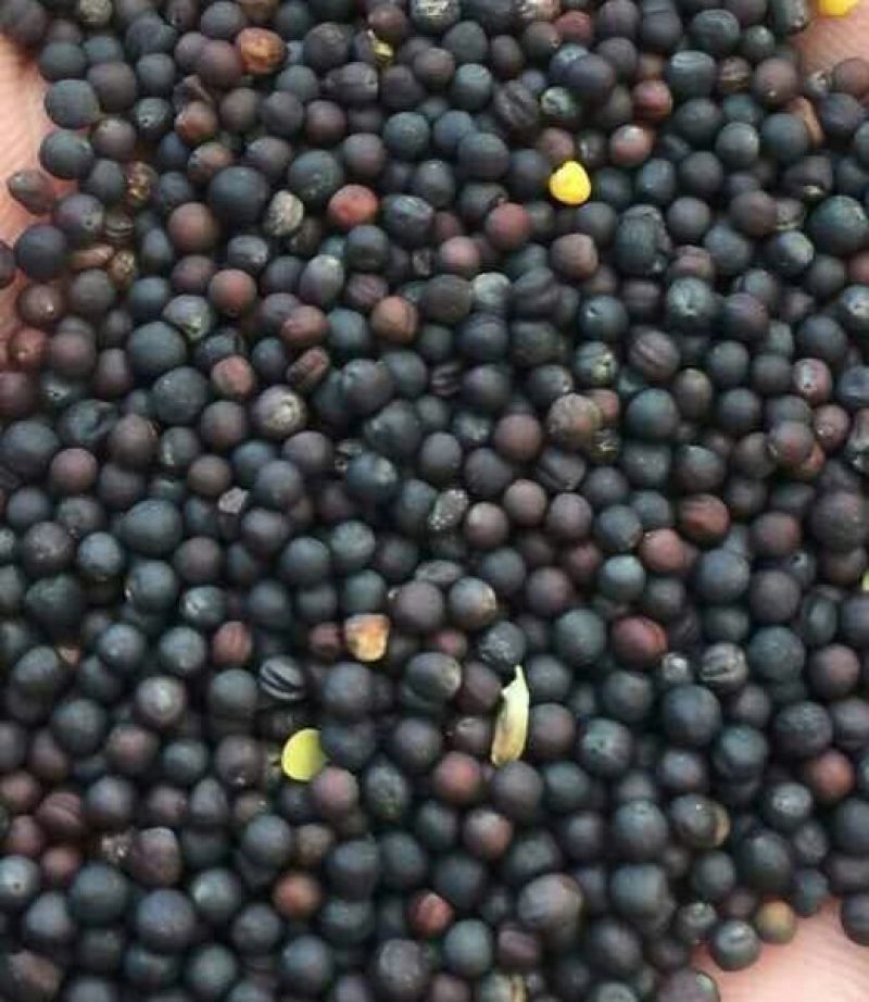 油菜籽1