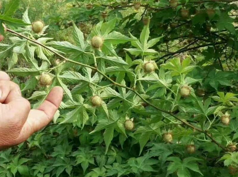 覆盆子苗又名甜茶苗！本地树梅苗