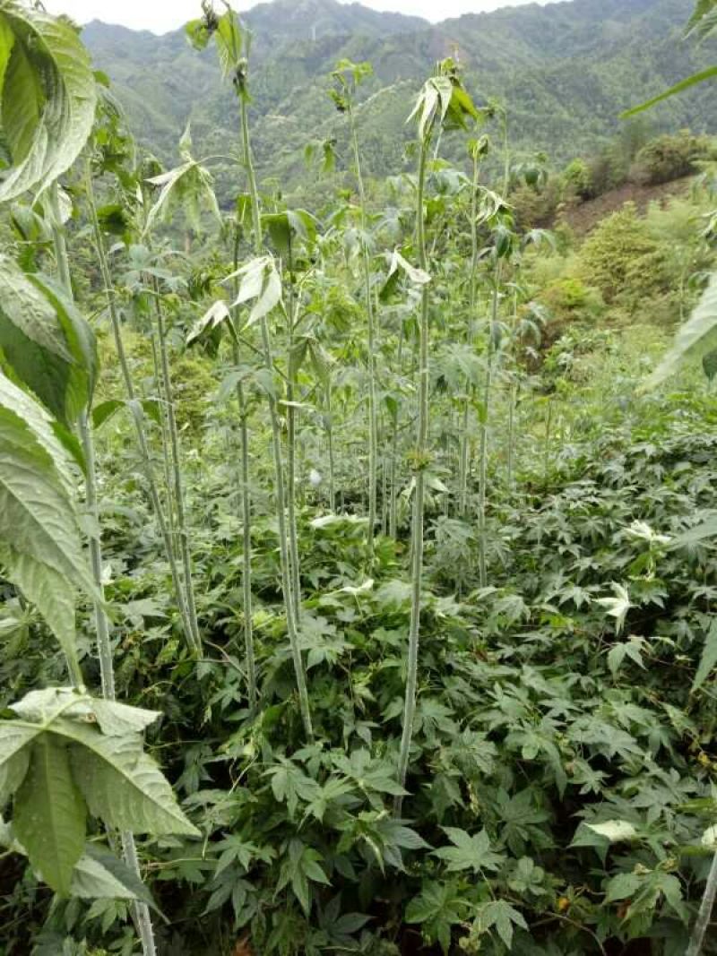 覆盆子苗又名甜茶苗！本地树梅苗