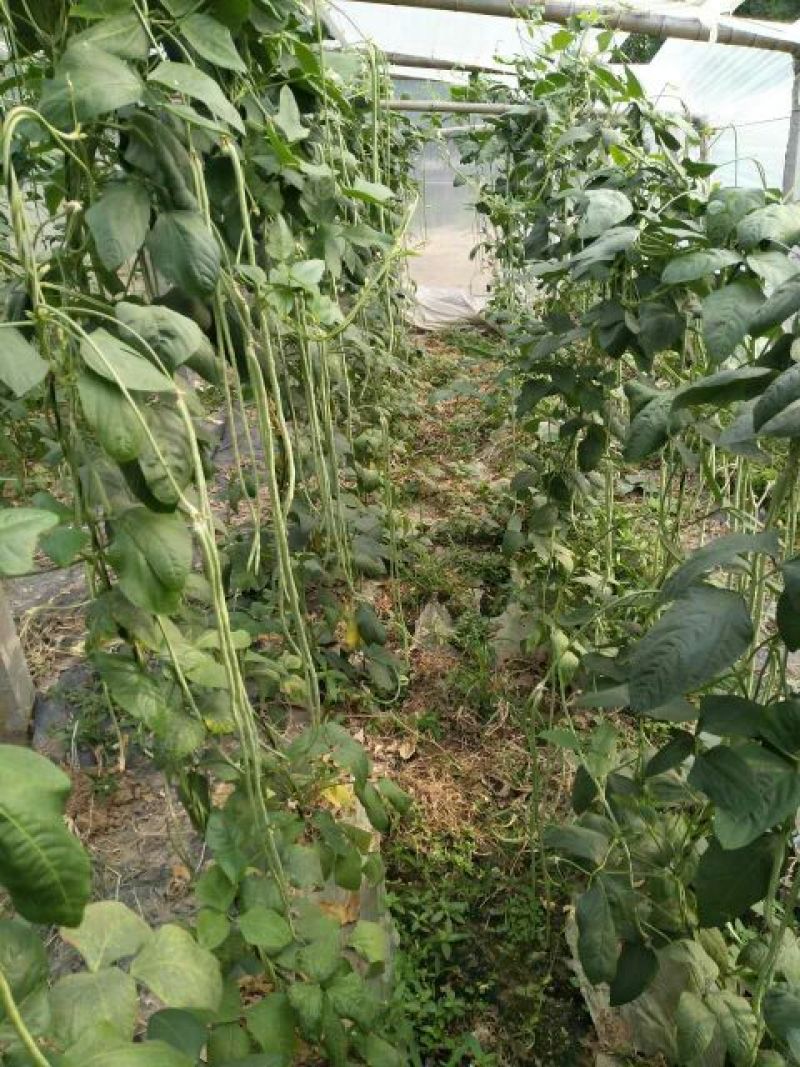 长豆角80厘米以上