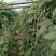 长豆角80厘米以上