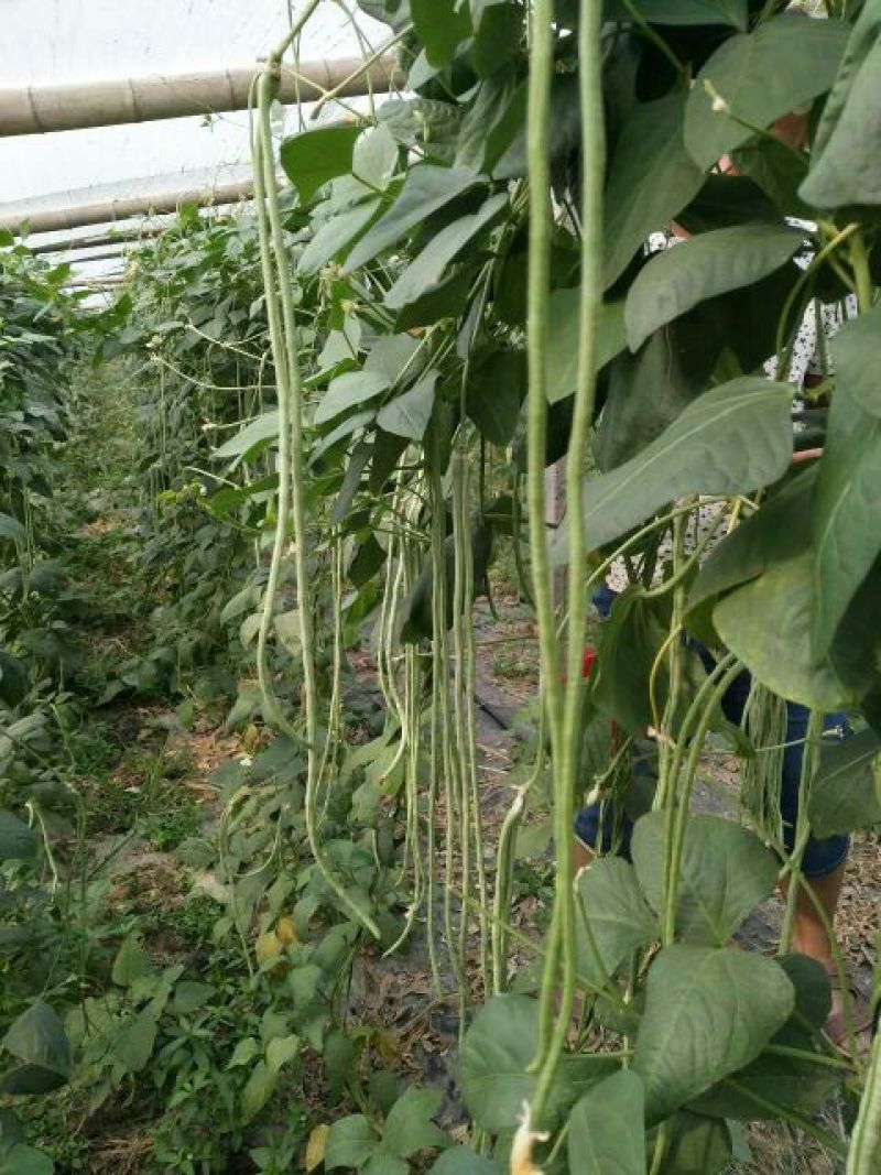 长豆角80厘米以上
