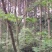 有林地