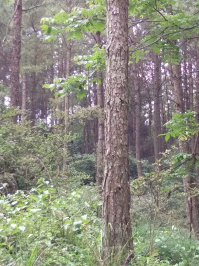 有林地
