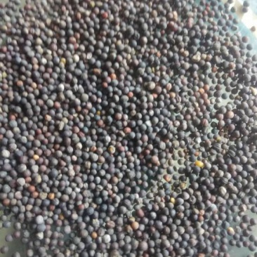 油菜籽
