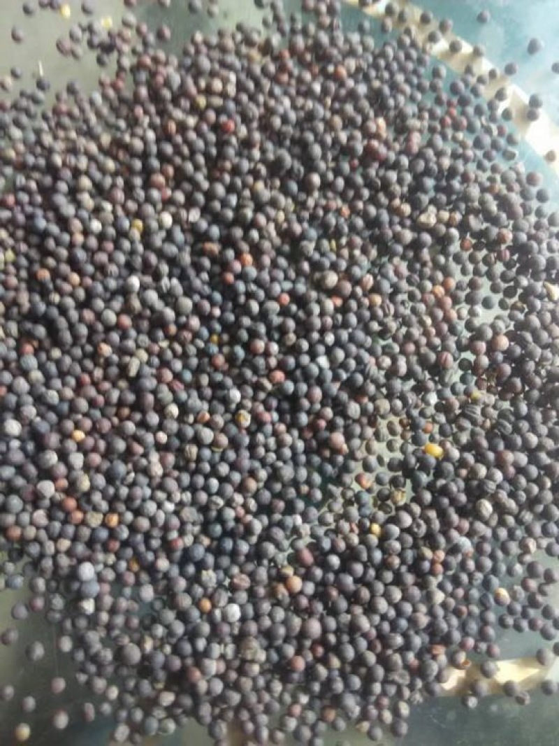 油菜籽