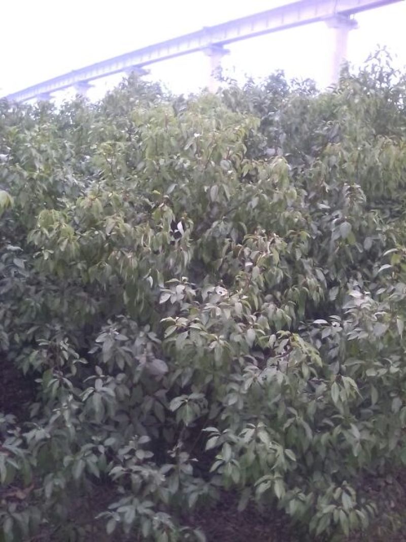 大叶女贞4cm以下