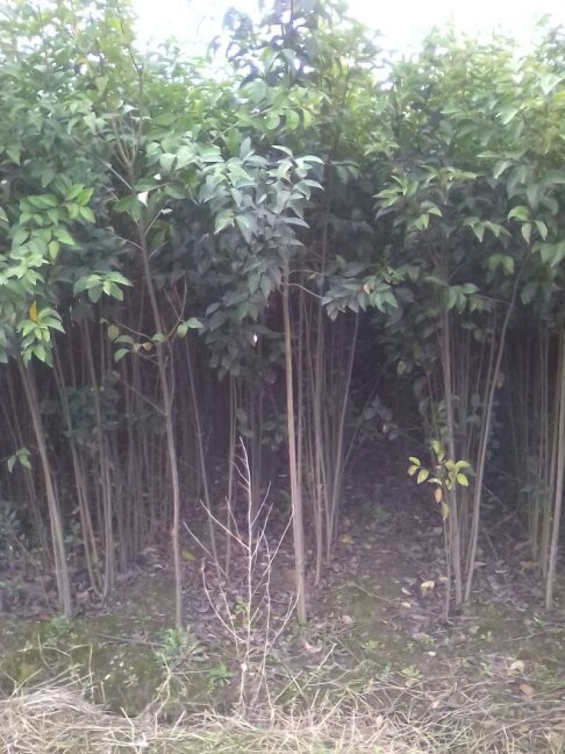大叶女贞4cm以下