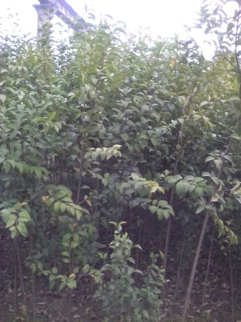 大叶女贞4cm以下