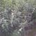 大叶女贞4cm以下