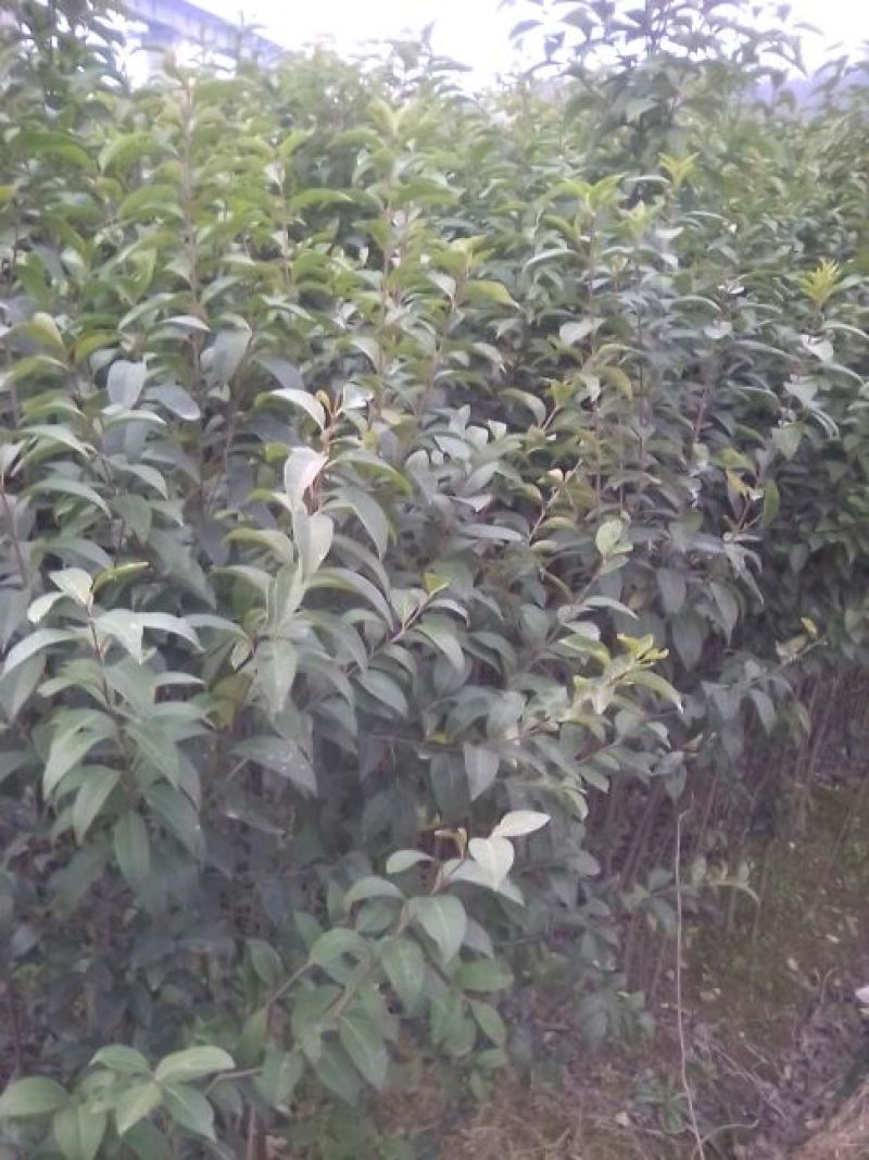 大叶女贞4cm以下