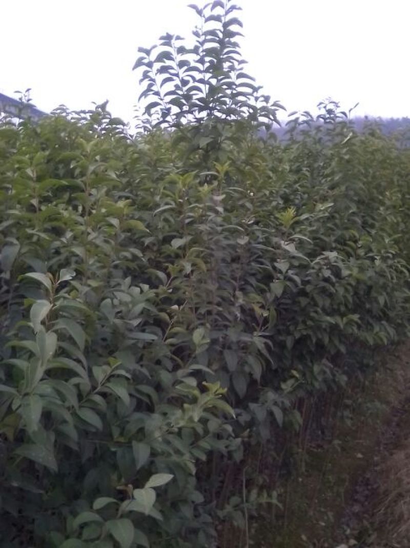 大叶女贞4cm以下