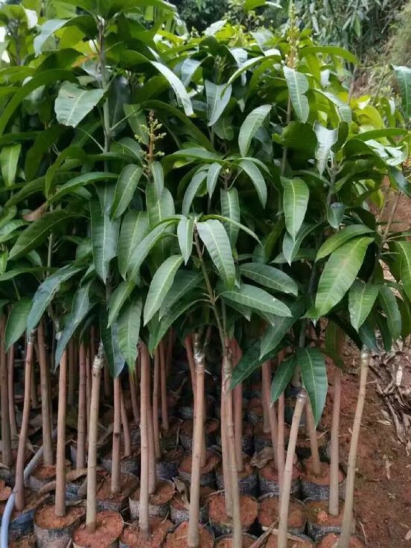 芒果苗