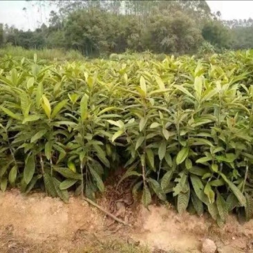 枇杷树苗