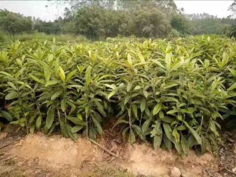 枇杷树苗