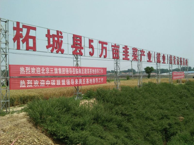 平韭6号韭菜头茬少量干尖