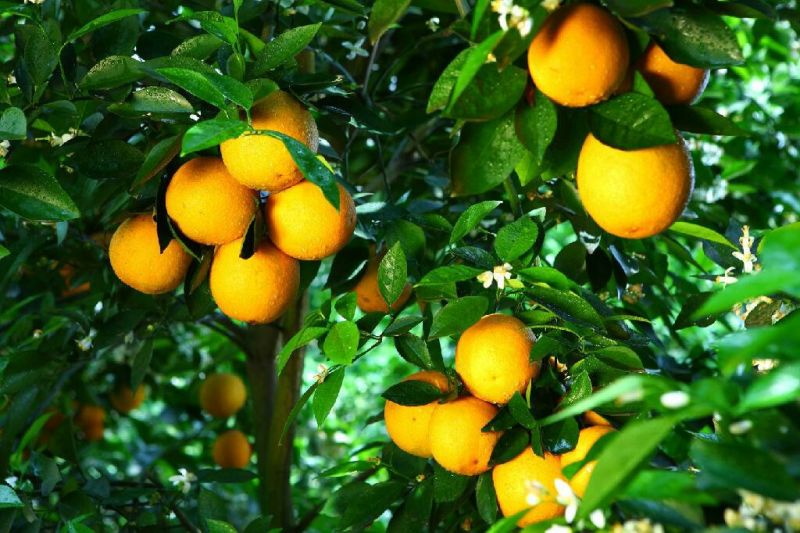 夏橙苗50cm以下