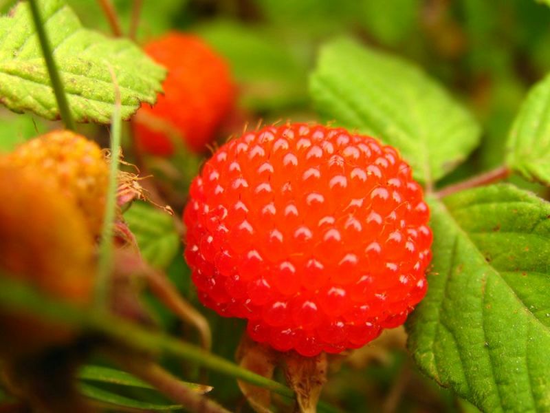 树莓苗30~50cm