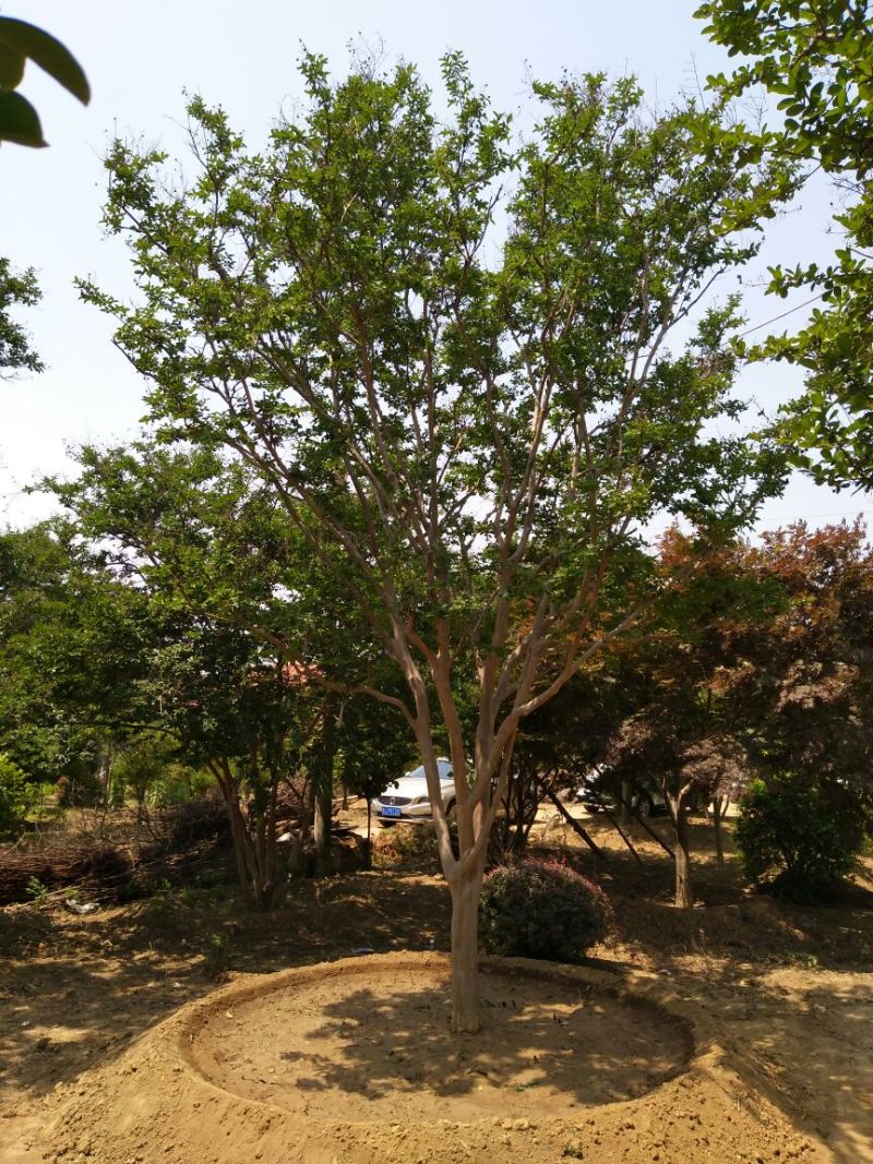 百日红18~20cm4米以上3米以上