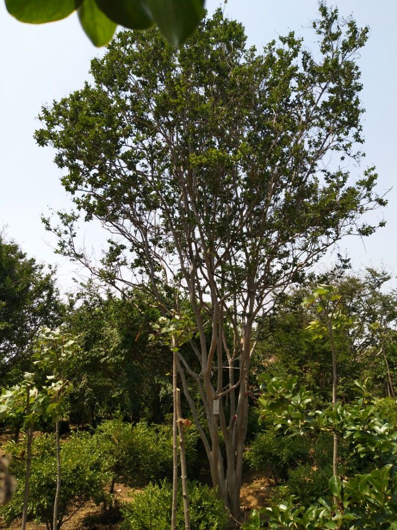 百日红18~20cm4米以上3米以上