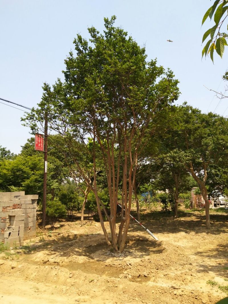 百日红18~20cm4米以上3米以上