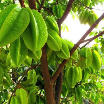 杨桃苗