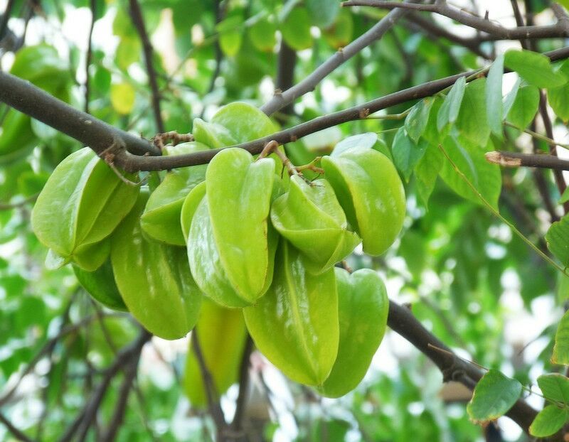 杨桃苗