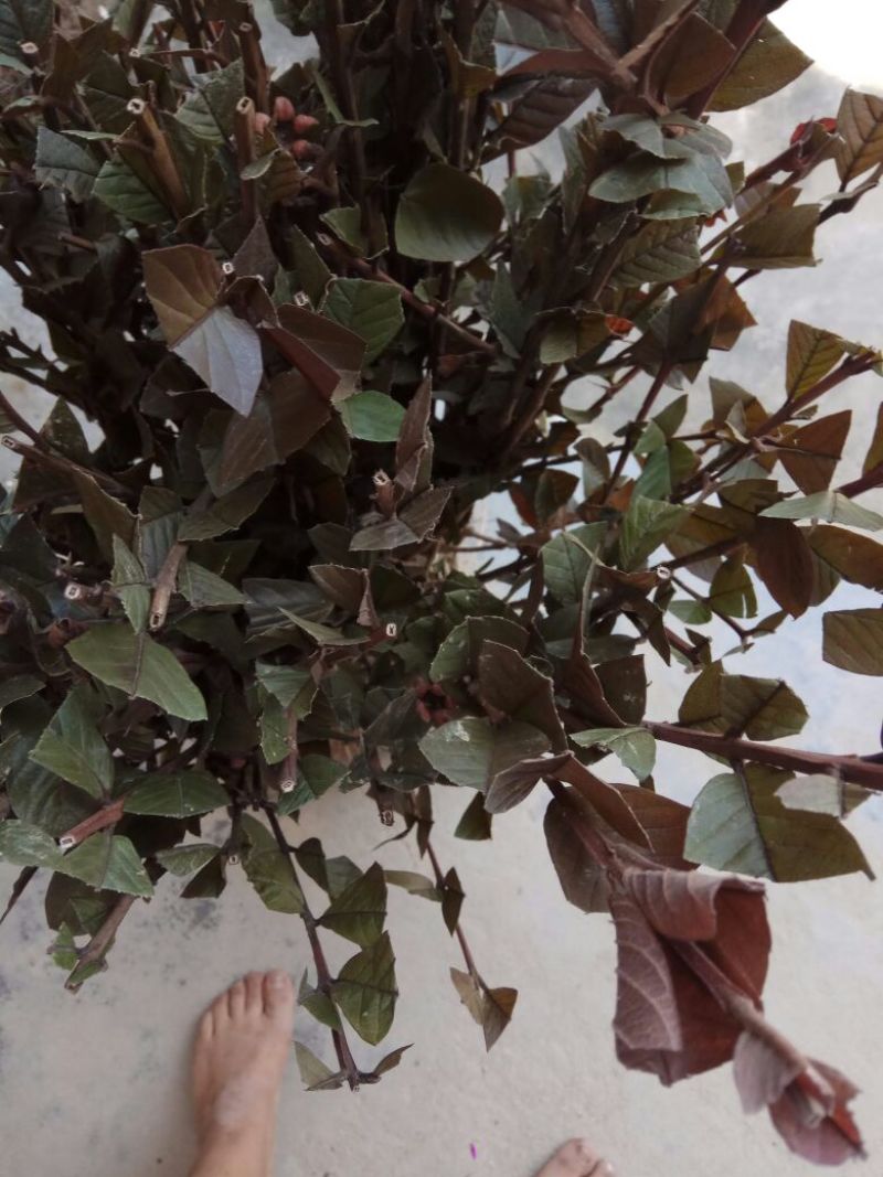 红石榴苗30~40cm