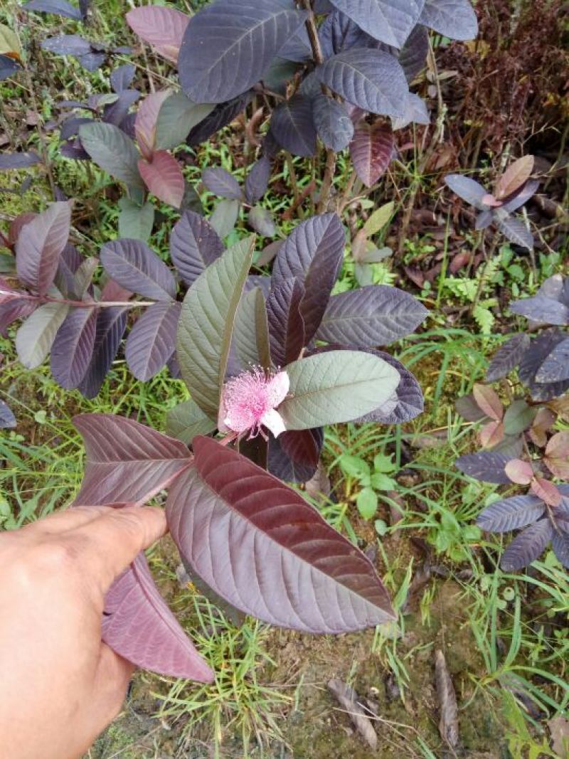 红石榴苗30~40cm