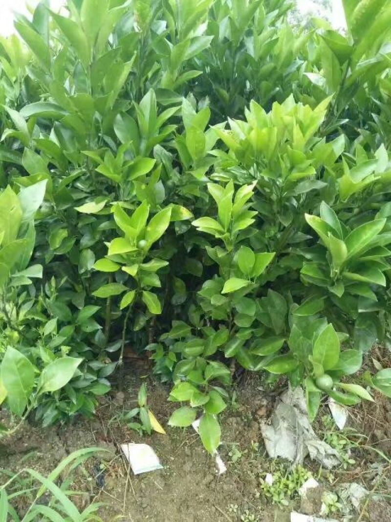 沃柑苗30~50cm