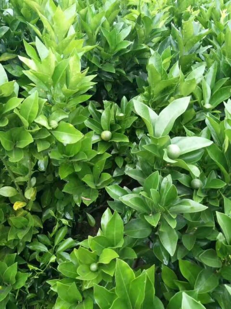 沃柑苗30~50cm