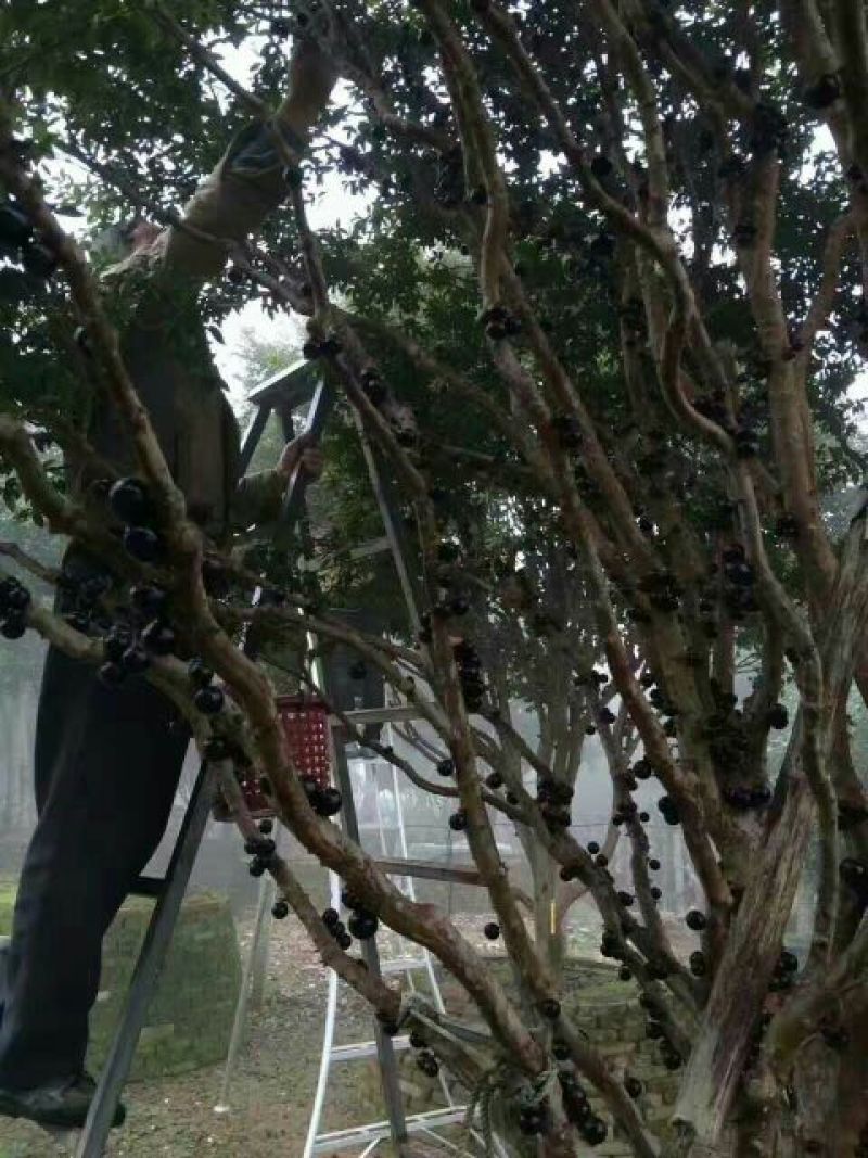嘉宝果树苗1年