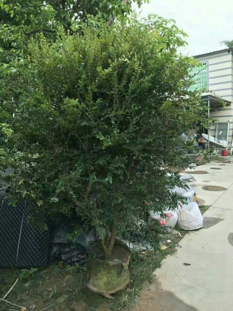 嘉宝果树苗1年