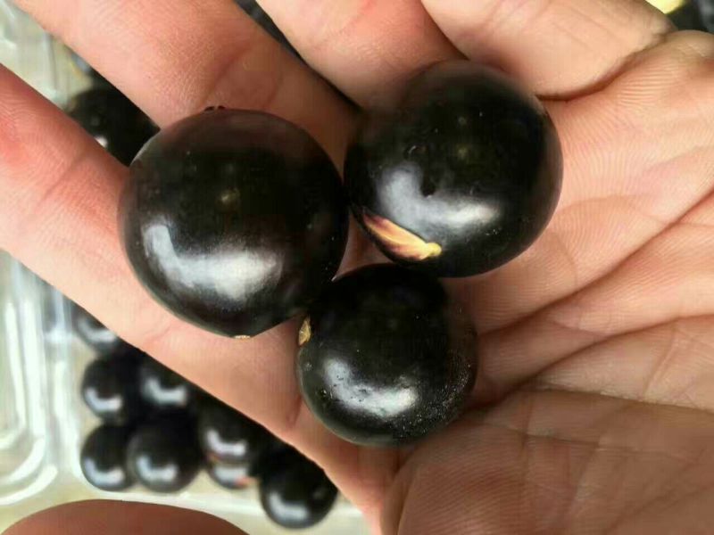 嘉宝果树苗1年