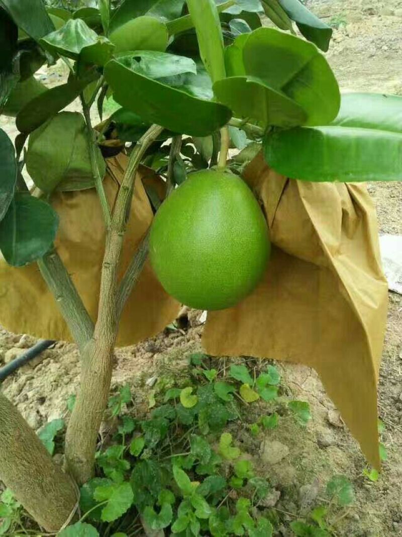 三红蜜柚苗