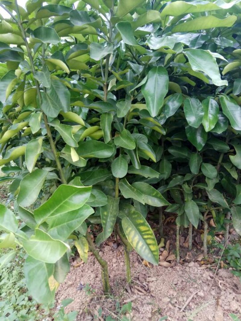 三红蜜柚苗