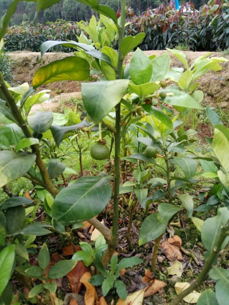 三红蜜柚苗