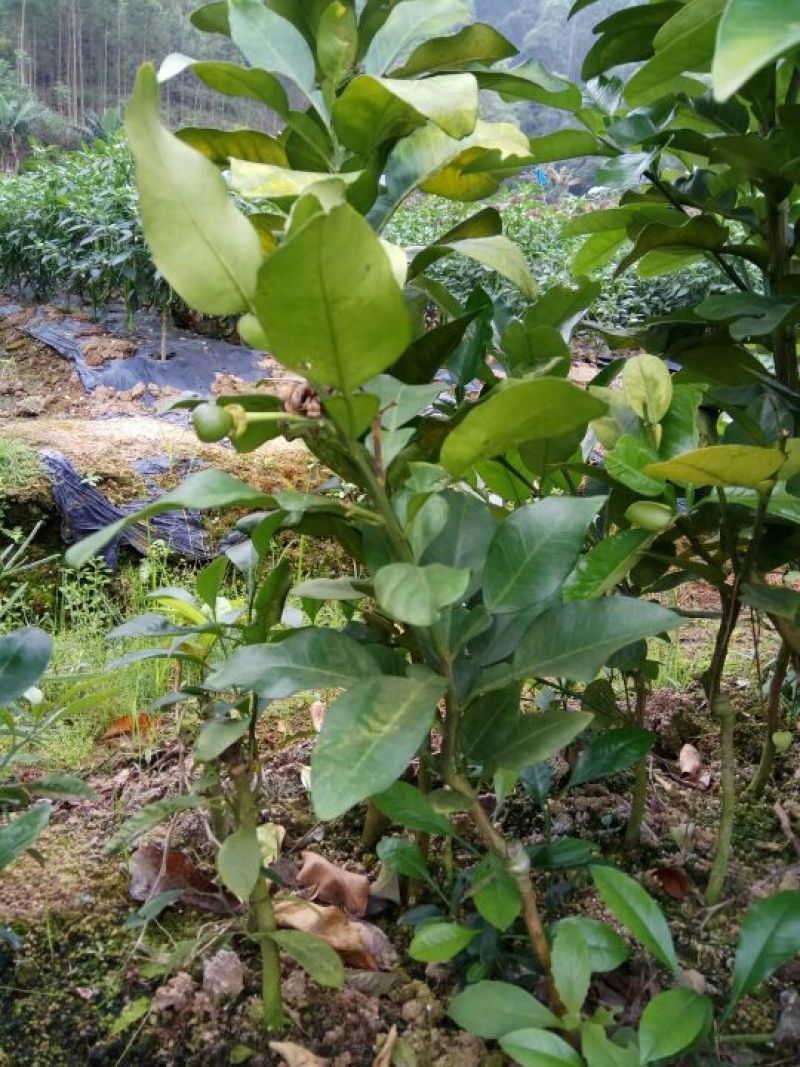 三红蜜柚苗