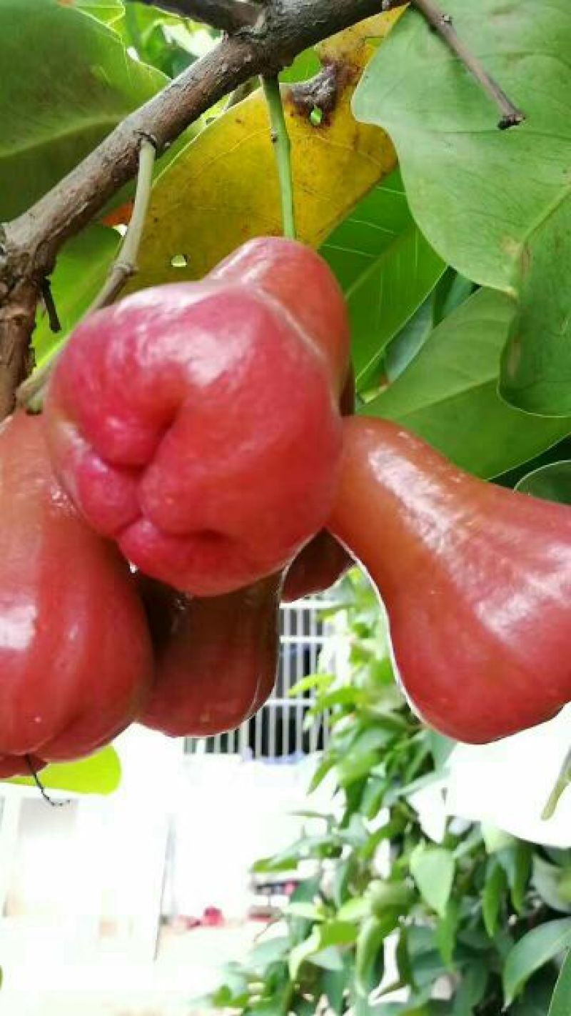 莲雾种苗
