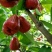 莲雾种苗