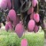 芒果苗1m以下