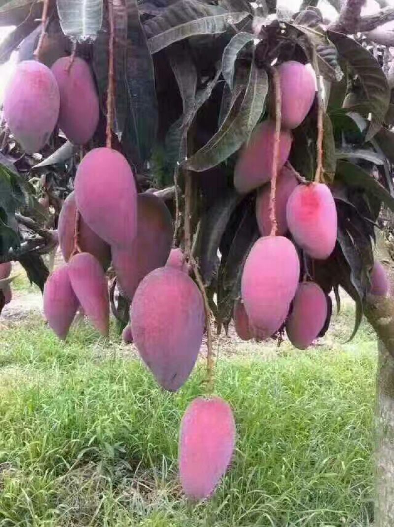 芒果苗1m以下