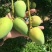芒果苗1m以下