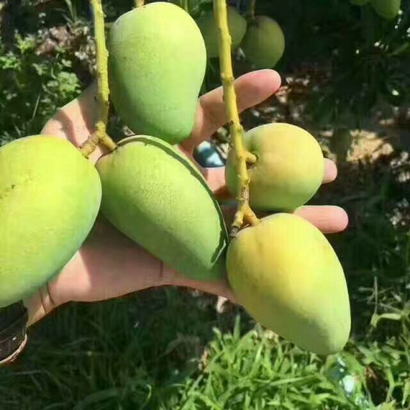 芒果苗1m以下