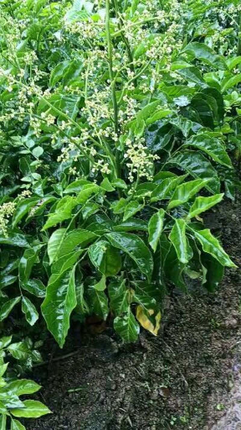 黄皮果苗30~50cmcm