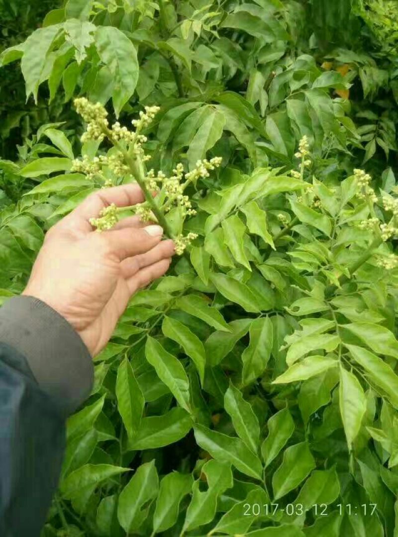 黄皮果苗30~50cmcm